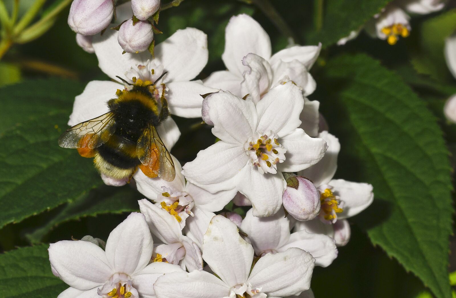 Nikon D500 sample photo. Of deutzia flower, nature photography
