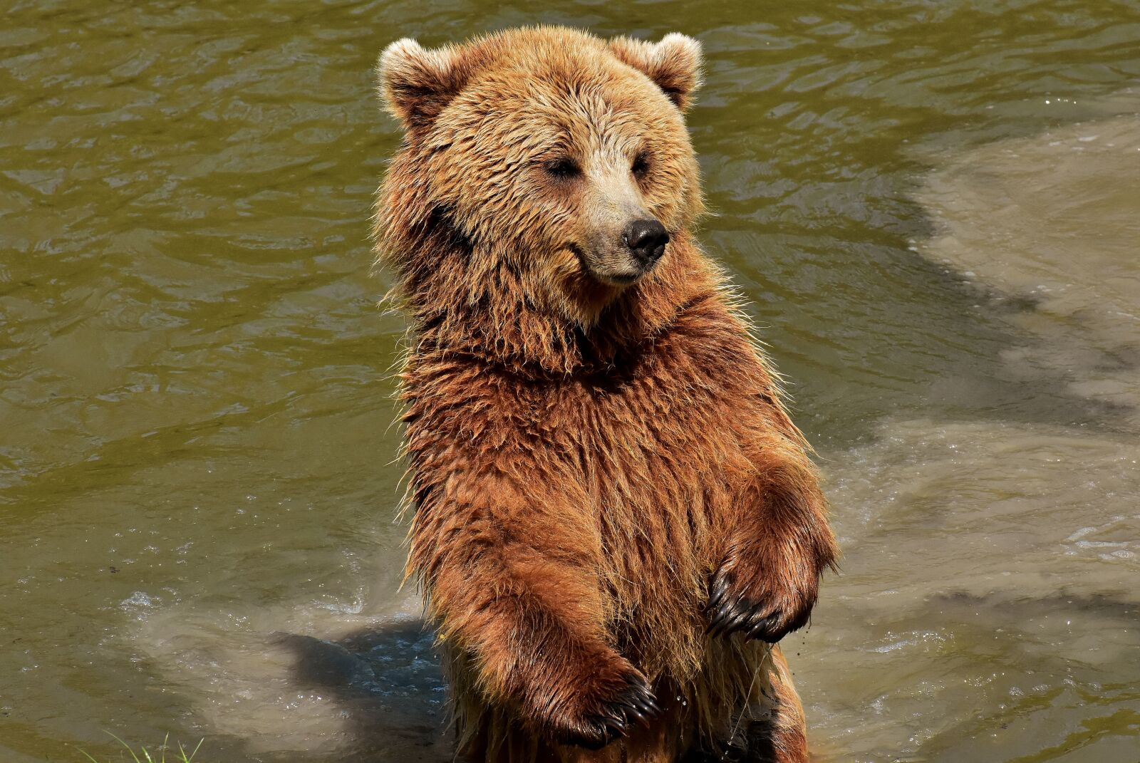 Nikon D7200 sample photo. European brown bear, brown photography
