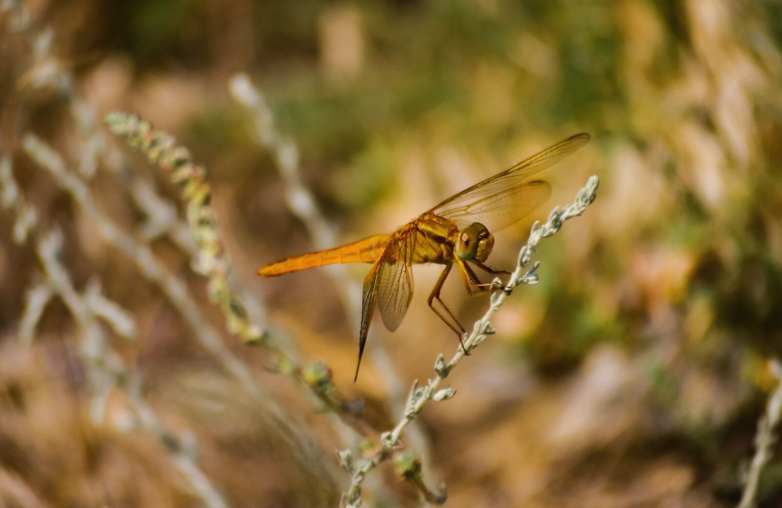 Nikon D7000 sample photo. Nature, lullaby, water photography