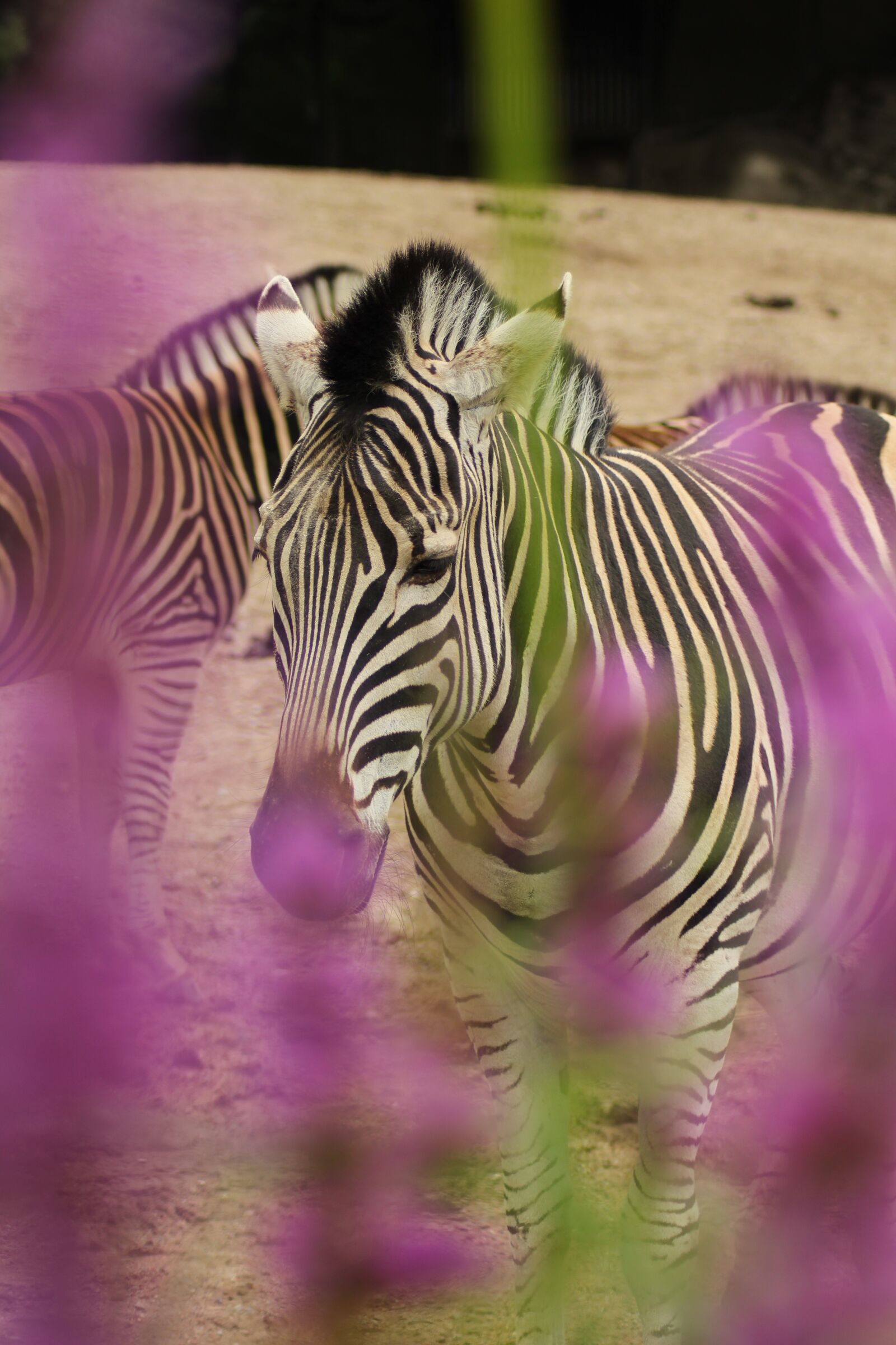 Canon EOS 700D (EOS Rebel T5i / EOS Kiss X7i) sample photo. Zebra, animal, ungulate photography