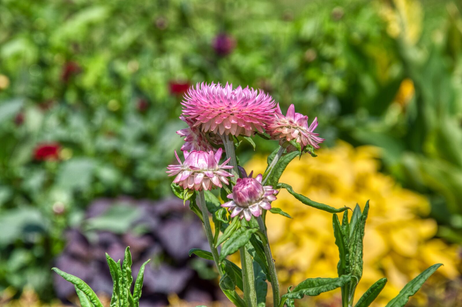 Nikon D5000 sample photo. Thistle, garden thistle, ornamental photography