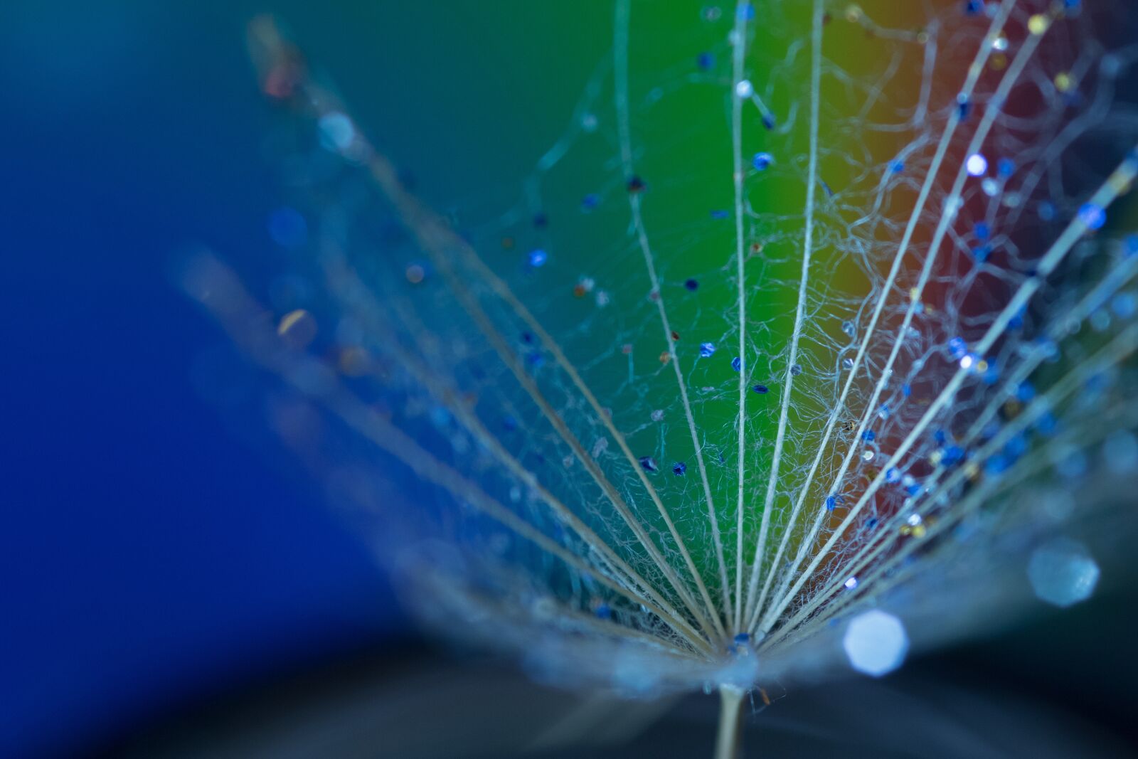 Canon EOS 7D Mark II sample photo. Dandelions, rainbow, plant photography