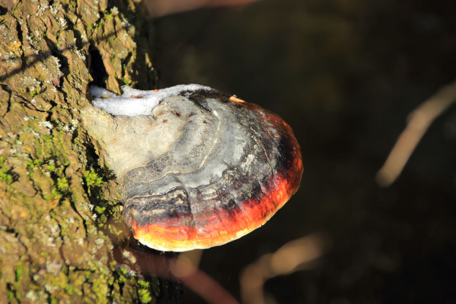 Canon EOS 600D (Rebel EOS T3i / EOS Kiss X5) sample photo. Tree fungus, mushroom, tree photography