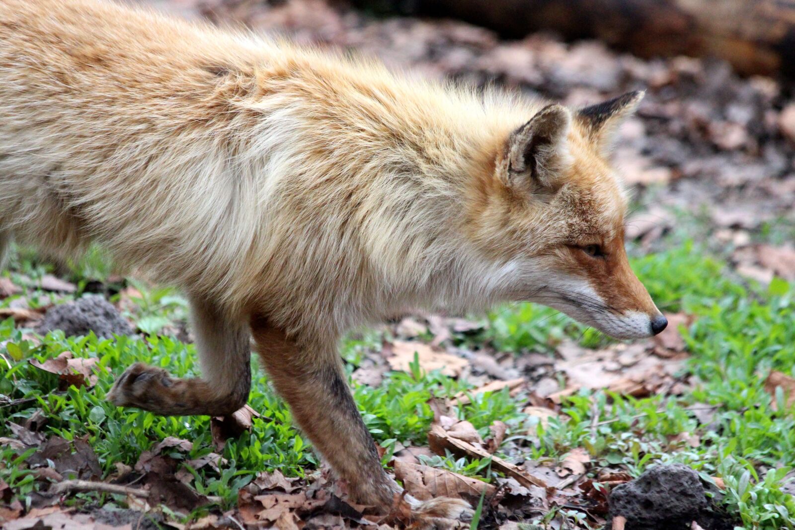 Canon EOS 650D (EOS Rebel T4i / EOS Kiss X6i) sample photo. Fox, the red fox photography
