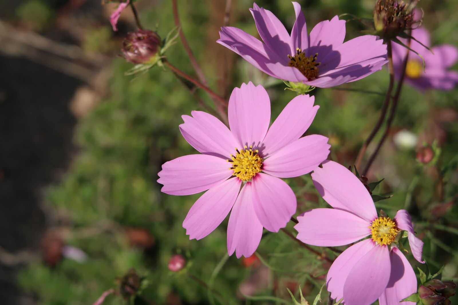 Canon PowerShot G7 X Mark II sample photo. Natural, flowers, cosmos photography