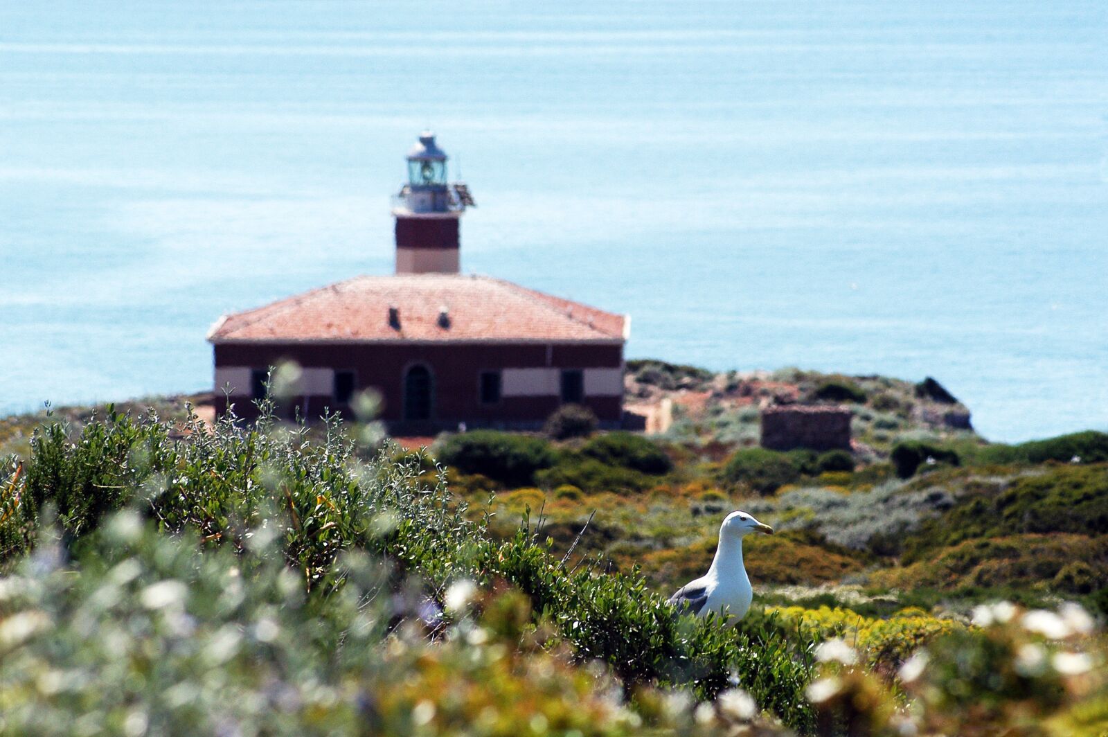 Nikon D100 sample photo. Lighthouse, island, seagull photography