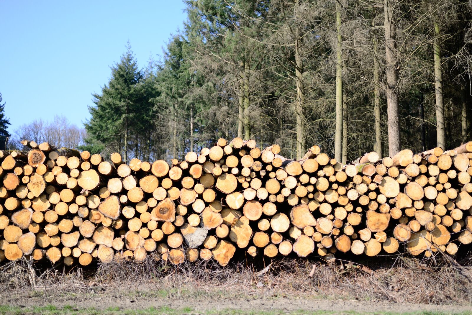 Nikon D610 sample photo. Wood, forest, waldsterben photography