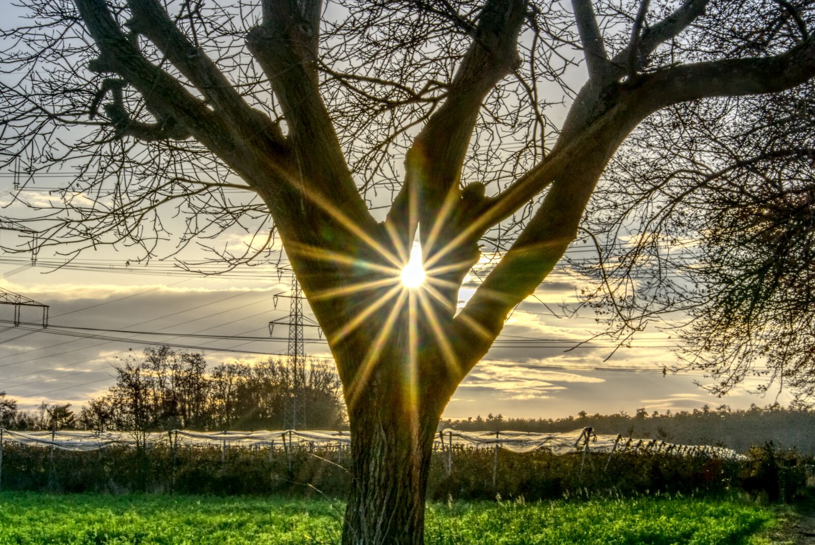 Sony a6000 sample photo. Tree, backlighting, sun photography
