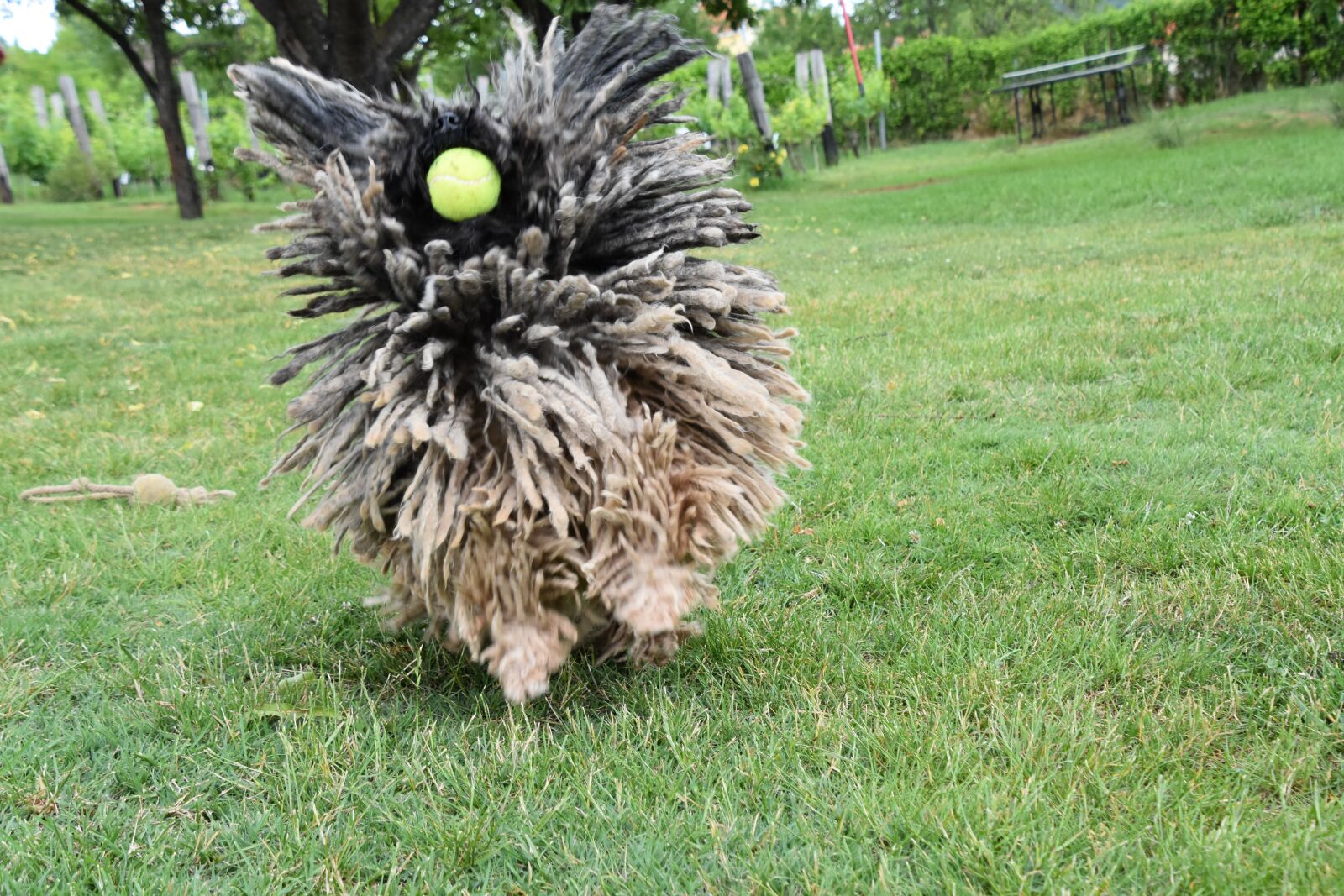 Nikon D7200 sample photo. Puli, dog, hungarian photography