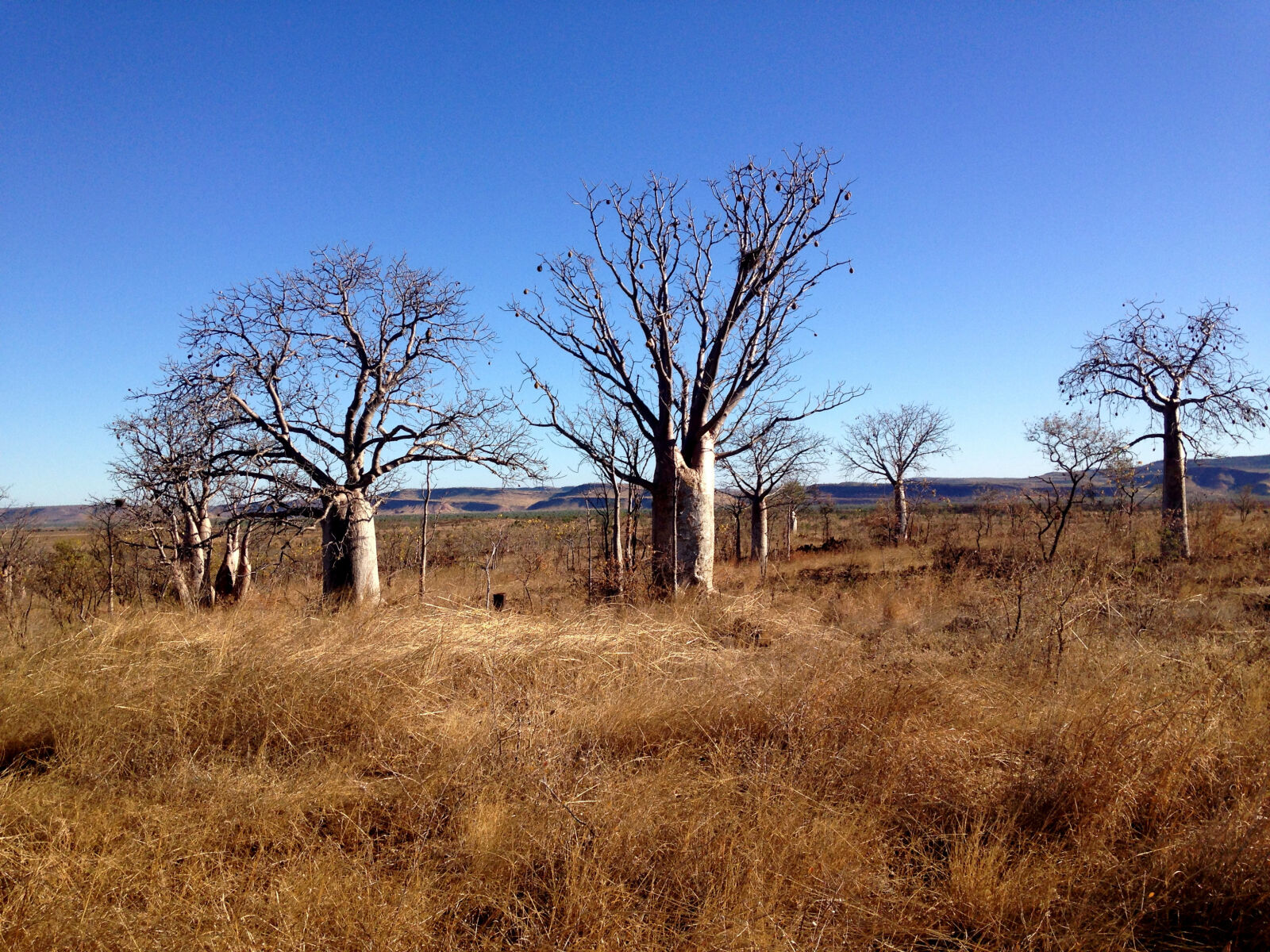 iPhone 5c back camera 4.12mm f/2.4 sample photo. Blue, sky, boab, trees photography