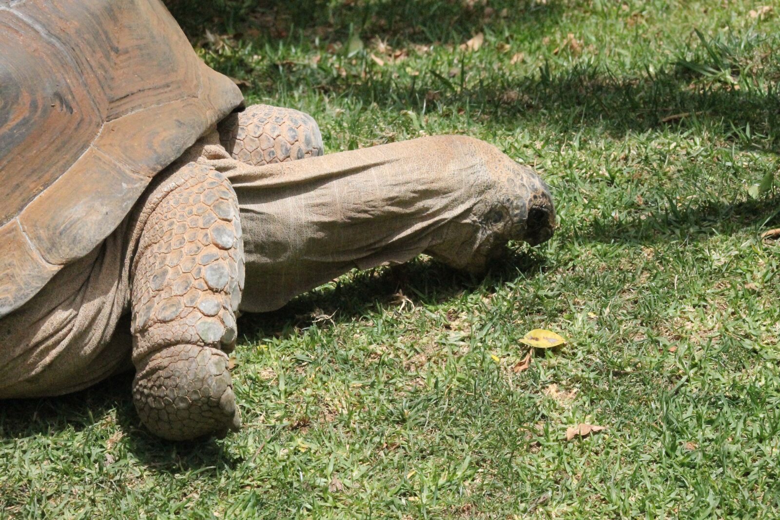Canon EF75-300mm f/4-5.6 sample photo. Turtle, grass, old photography