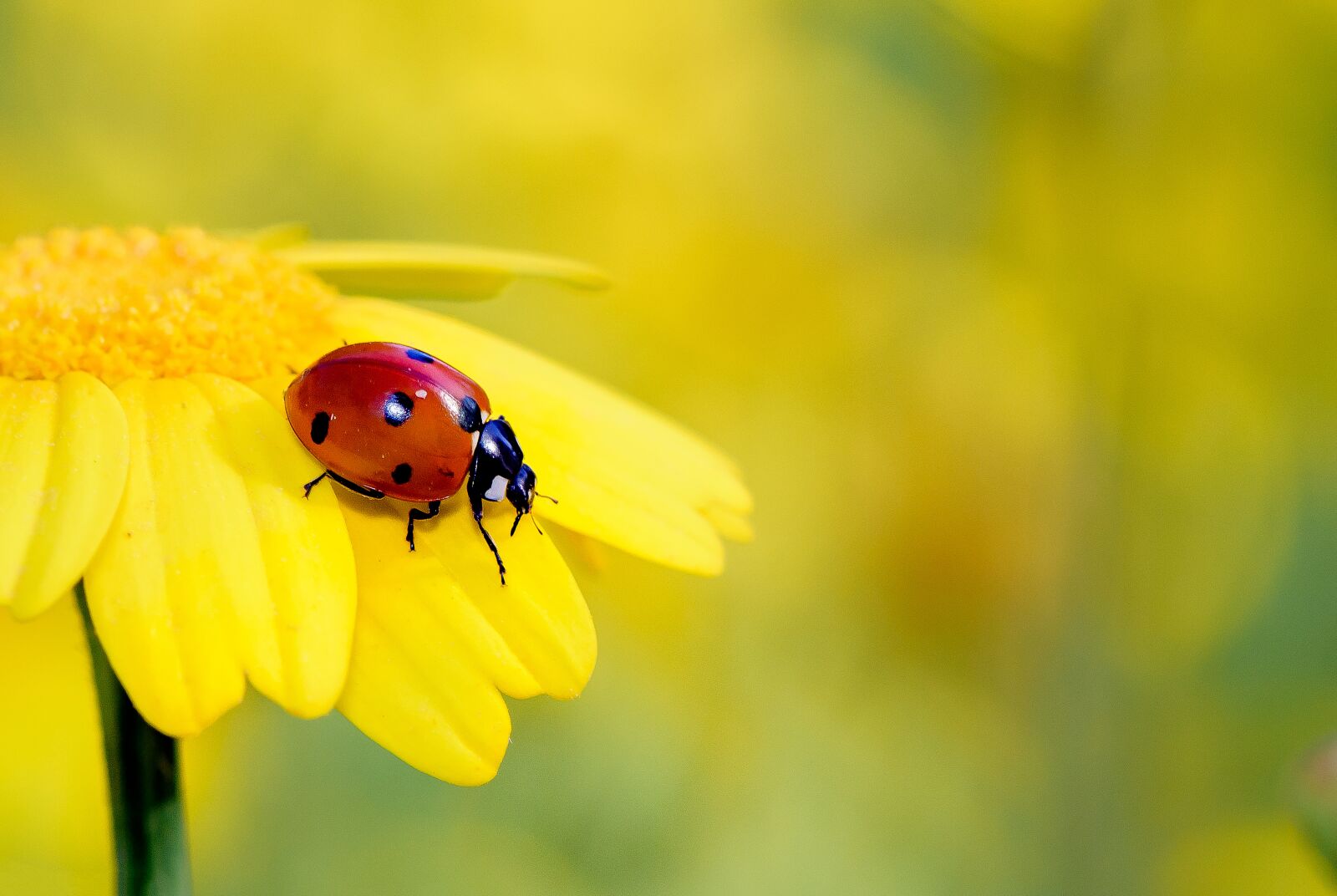 Nikon D810 sample photo. Insects, yellow, flower photography