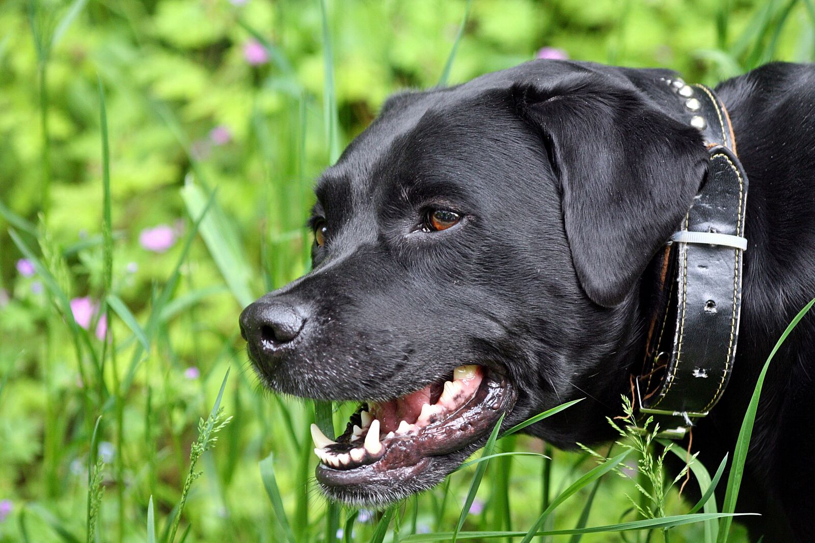 Canon EOS 1000D (EOS Digital Rebel XS / EOS Kiss F) sample photo. Profile, labrador, portrait photography
