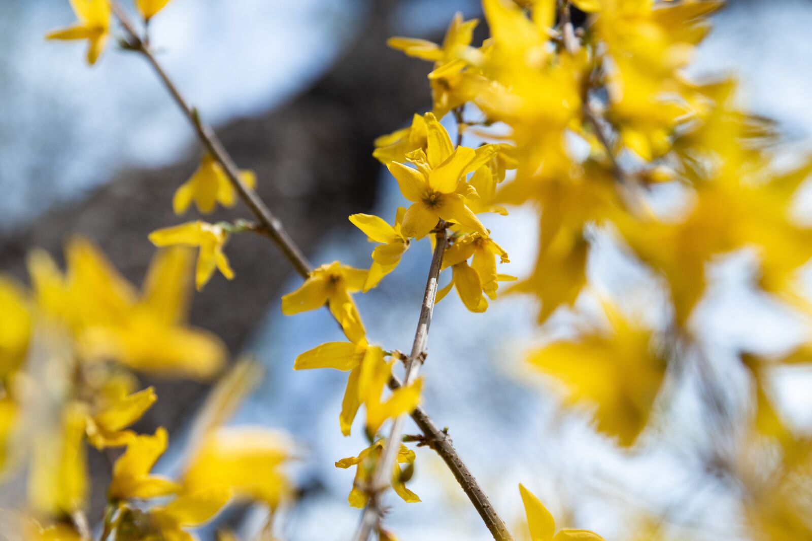Canon EOS M6 sample photo. Winter jasmine, spring, flowering photography