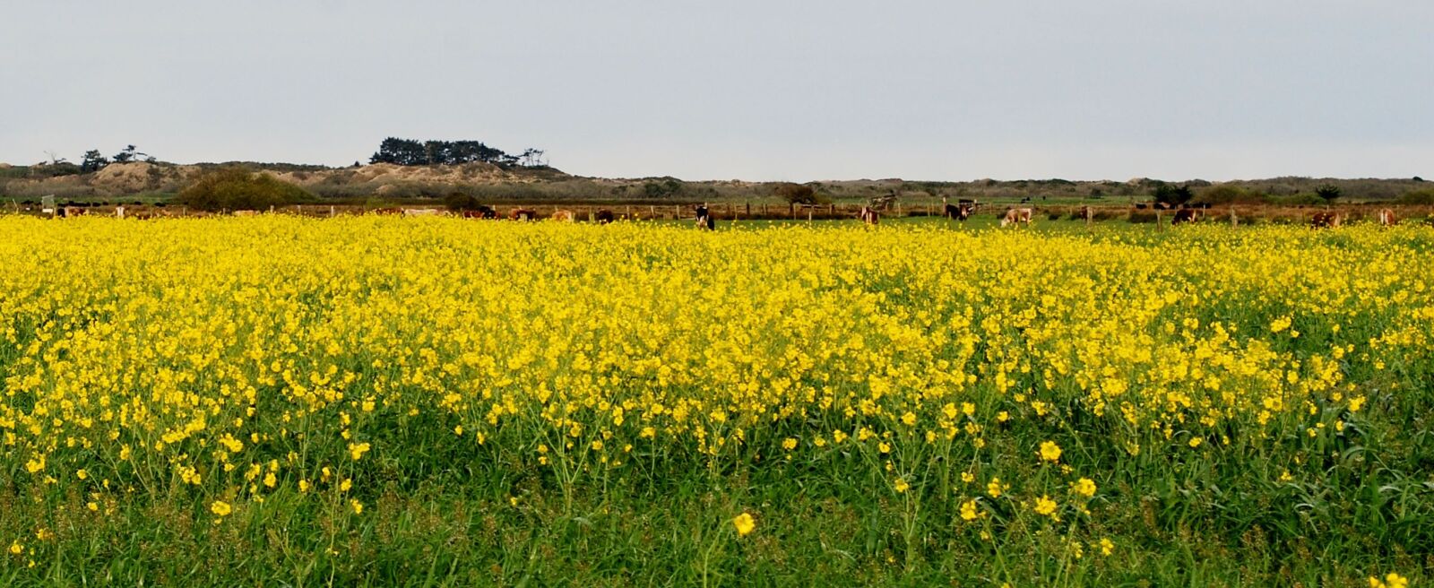 Nikon D60 sample photo. Wild mustard, yellow, countryside photography
