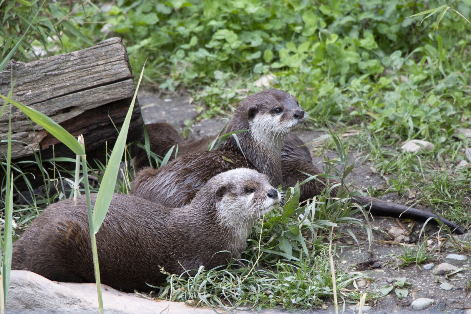Canon EF-S 18-135mm F3.5-5.6 IS STM sample photo. Clawed otter, sch nbrunn photography