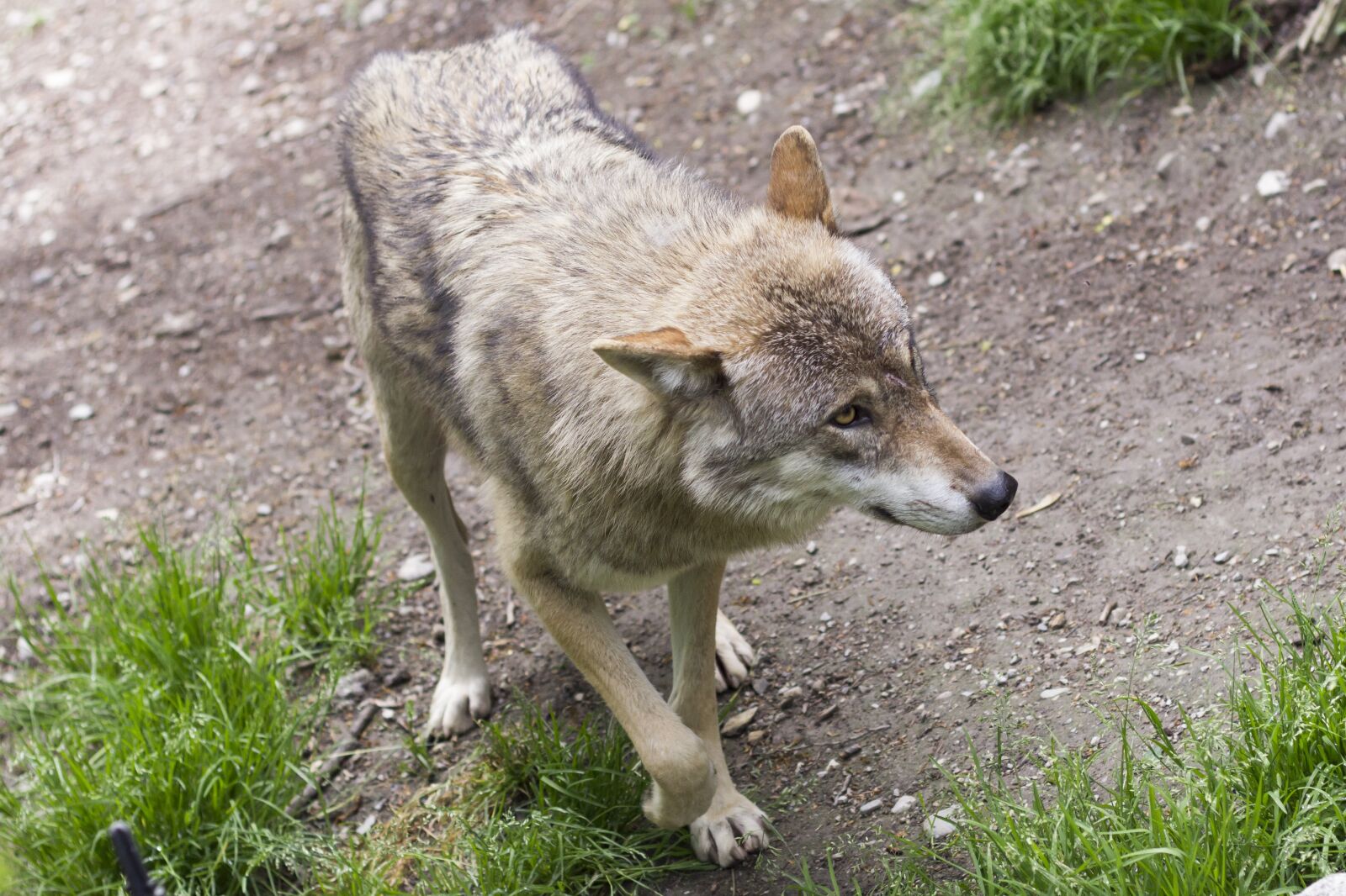 Canon EOS 60D + Canon EF 50mm F1.8 II sample photo. Wolf, canis lupus, predator photography