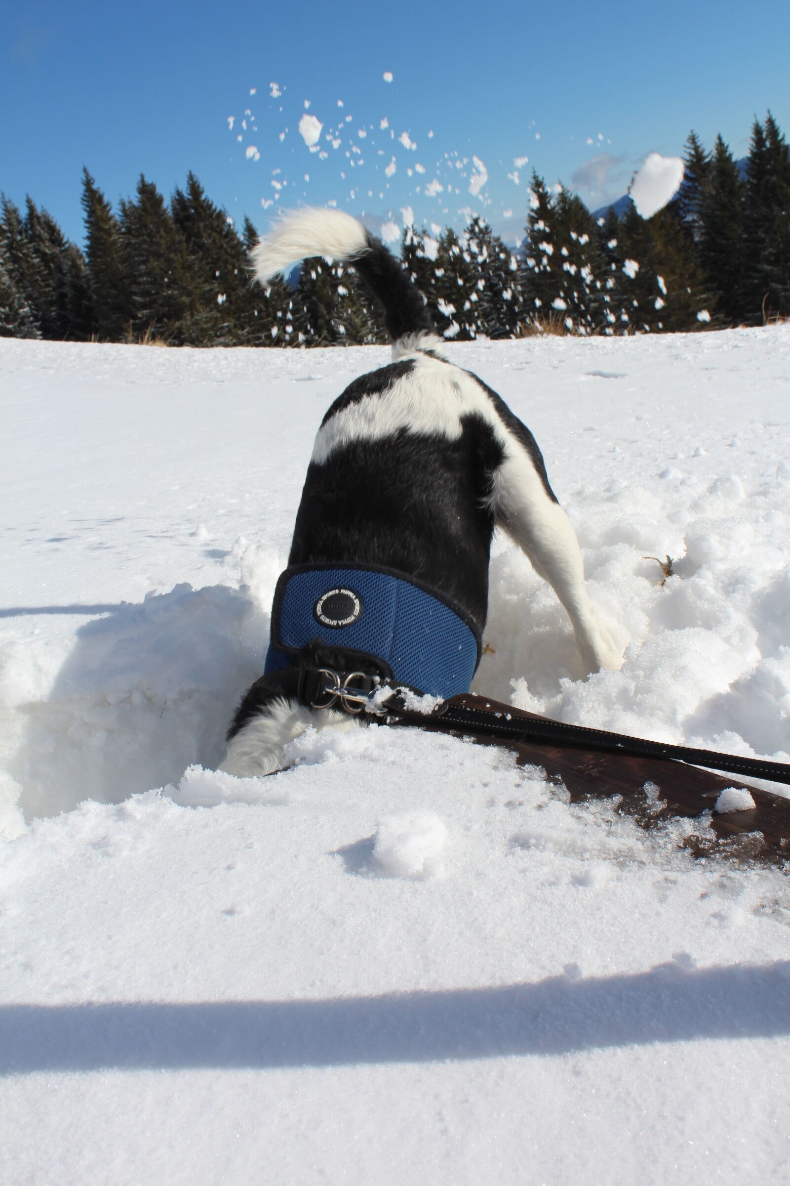 Canon EOS 650D (EOS Rebel T4i / EOS Kiss X6i) sample photo. Wintry, snow, dog photography