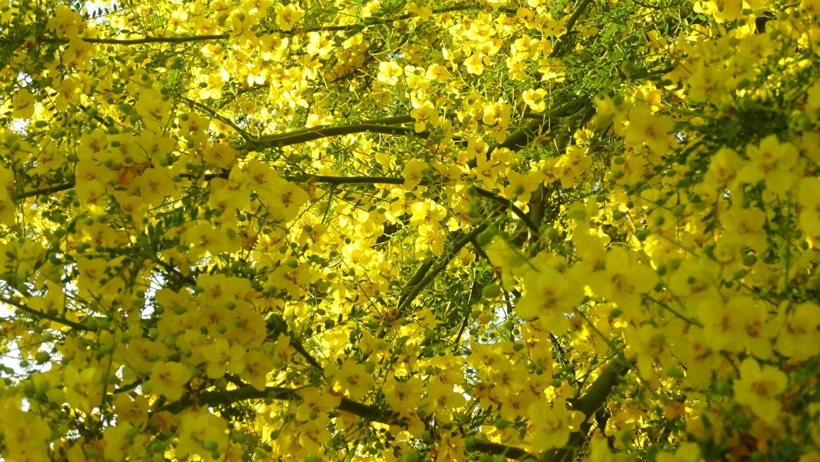Sony Cyber-shot DSC-HX400V sample photo. Yellow, flowers, nature photography