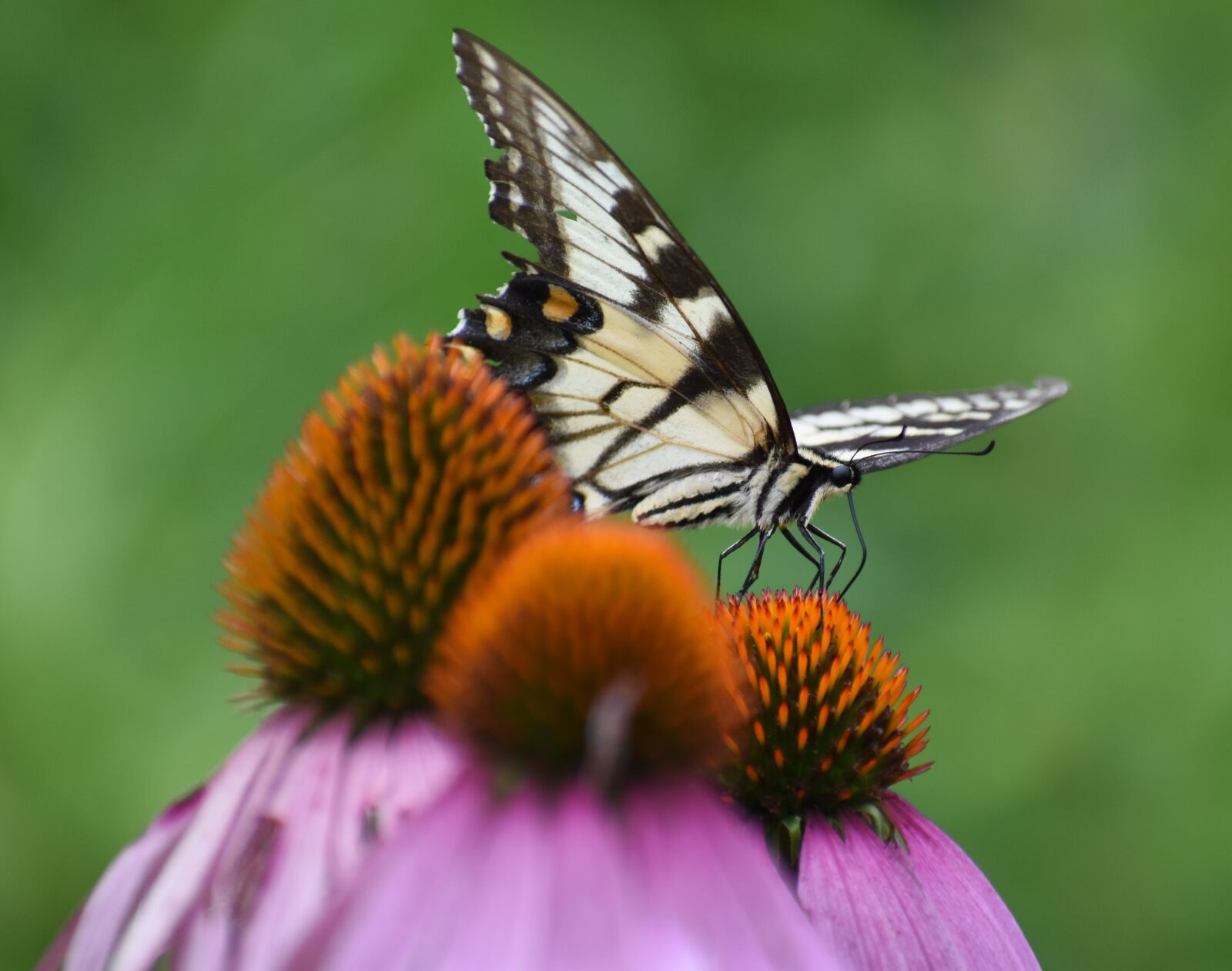Nikon D5500 sample photo. Nature, cone flower, butterfly photography