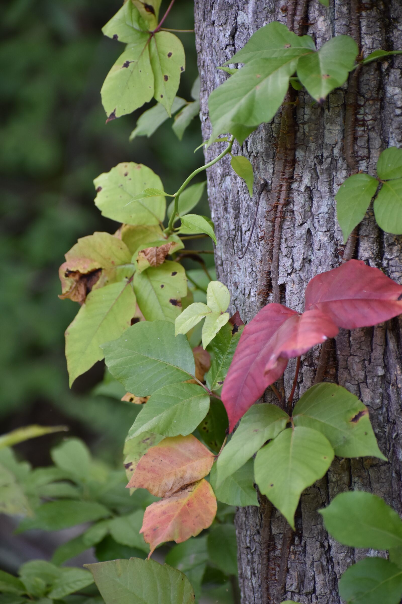Nikon D5600 sample photo. Tree, leaves, forest photography
