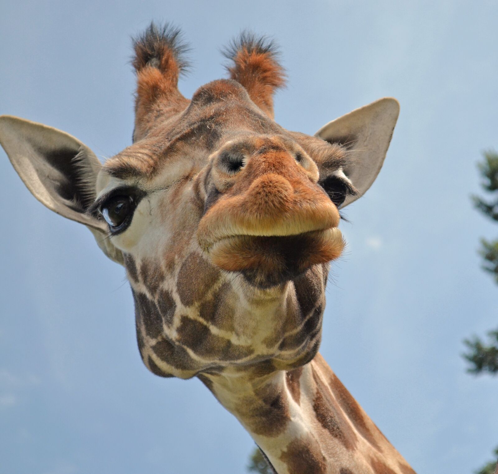 Nikon D5100 sample photo. Zoo, animals, wild animal photography