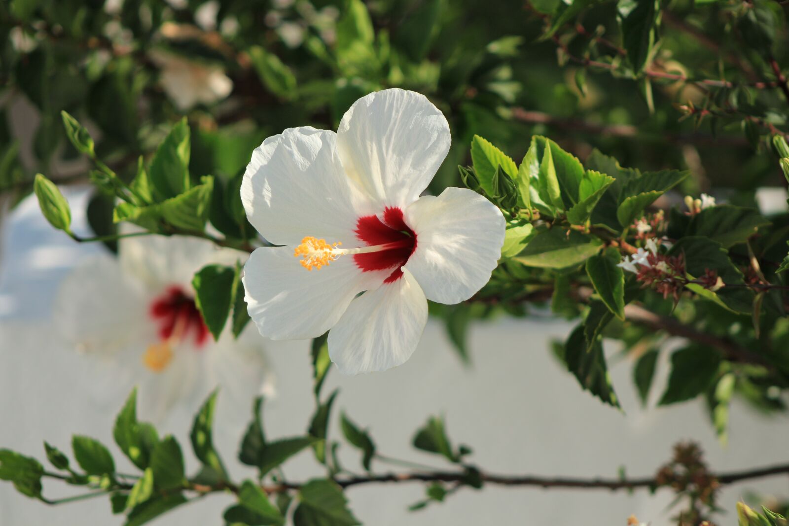 Canon EOS 650D (EOS Rebel T4i / EOS Kiss X6i) sample photo. Hiszpania, kwiat, lato photography