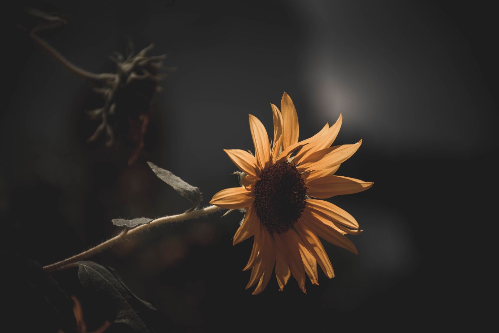 Nikon D5300 sample photo. Flower, nepal, nature photography