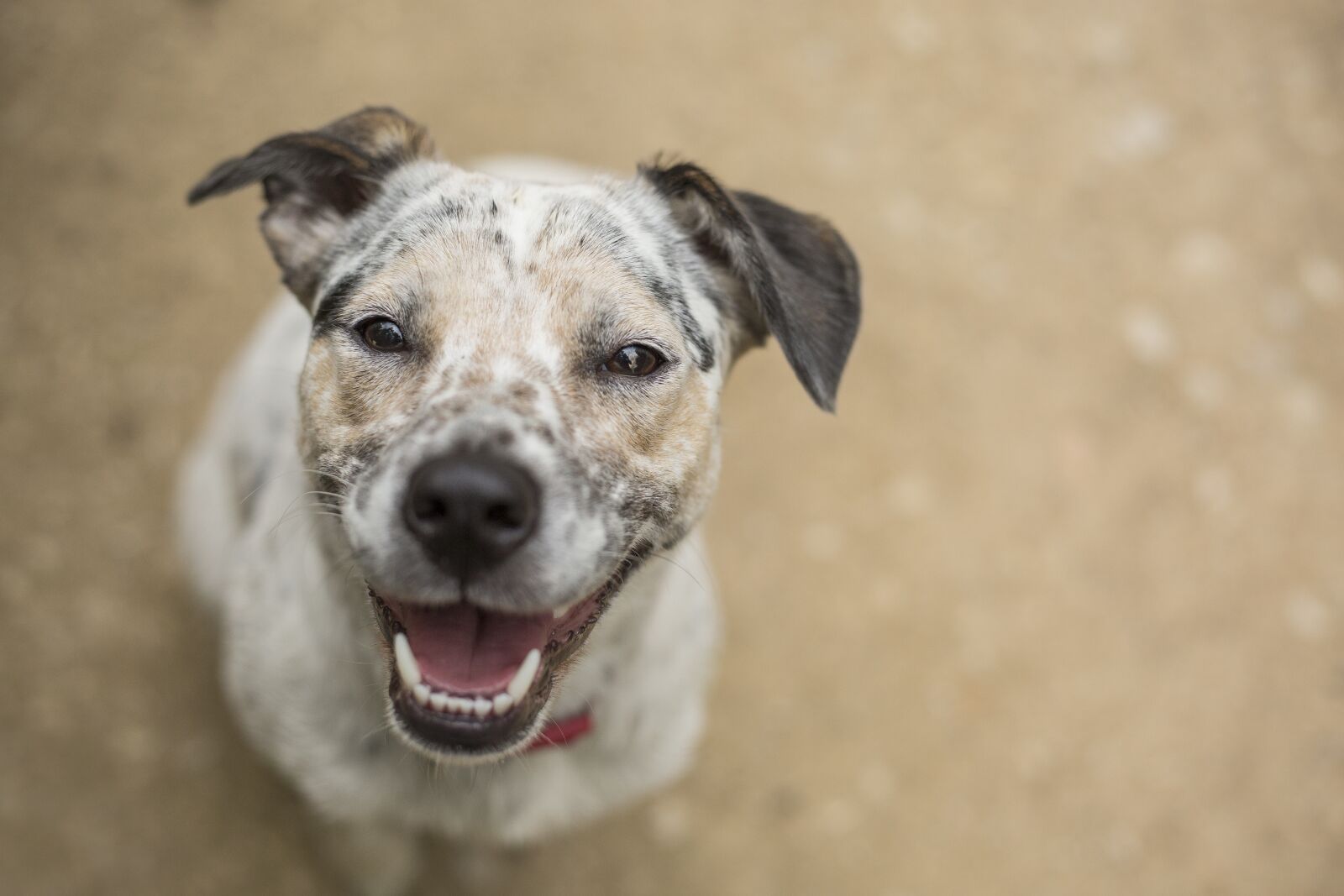 Canon EOS 5D Mark III sample photo. Dog, animal, pet photography