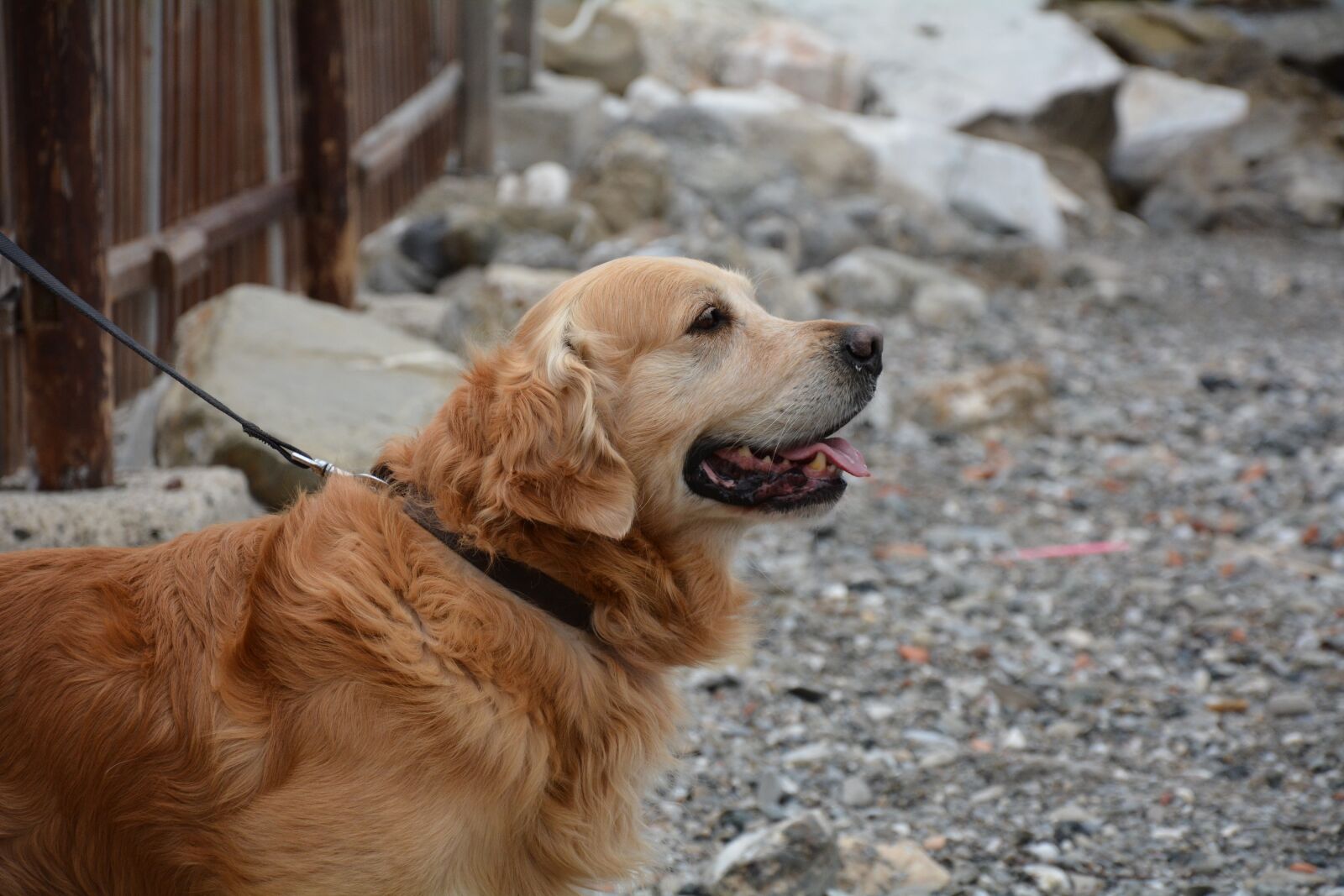 Nikon D7100 sample photo. Dog, golden retriever, sea photography