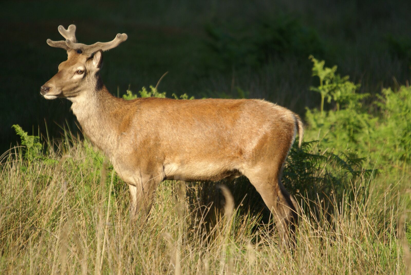 Sony Alpha DSLR-A100 sample photo. English red deer, stag photography