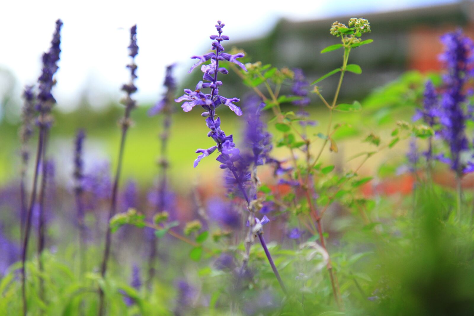 Canon EOS 7D sample photo. Nature, sky, sun photography