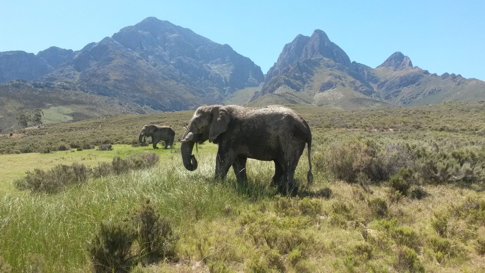 Samsung Galaxy S4 Mini sample photo. Elephant, south africa, largest photography