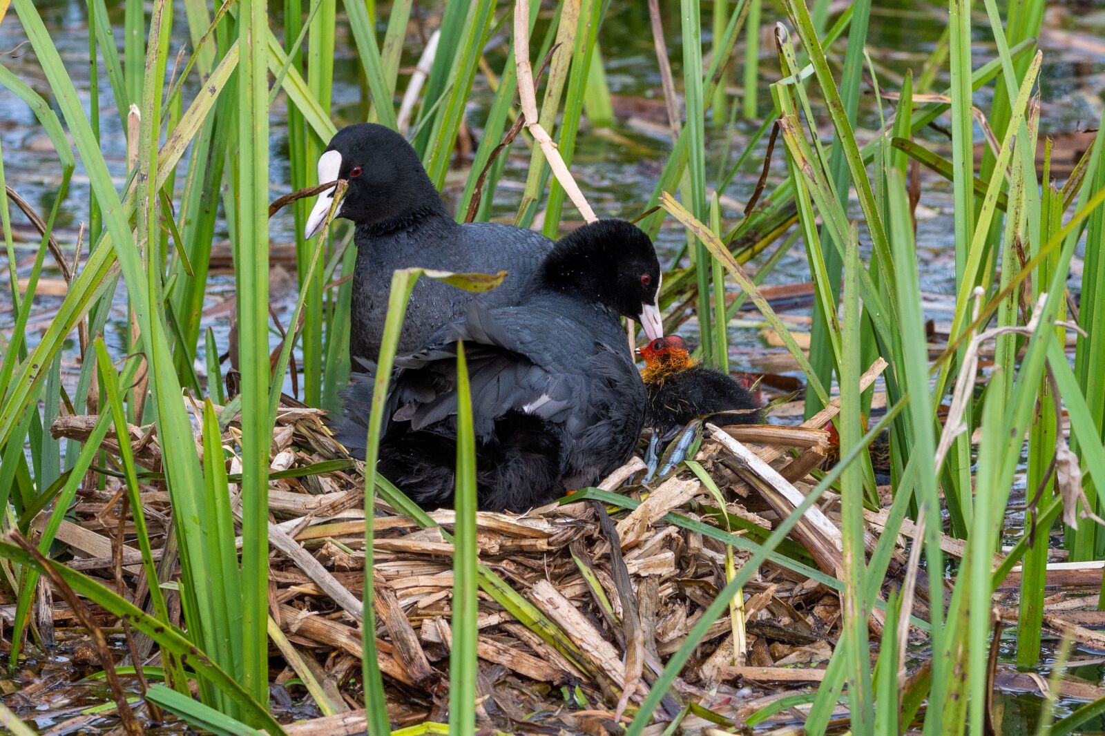 Nikon D7200 sample photo. Coots, birds, nest photography