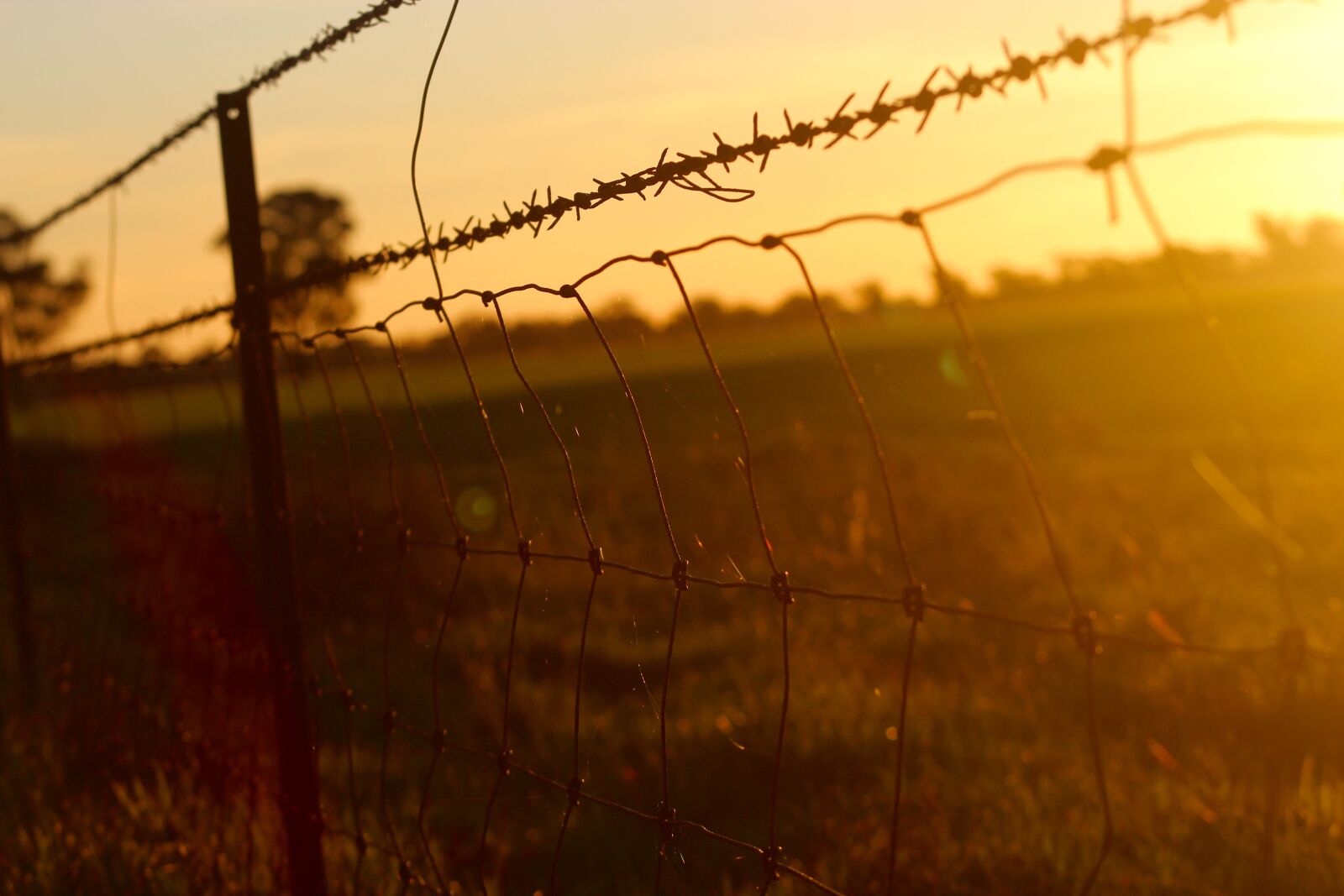 Canon EF 75-300mm f/4-5.6 sample photo. Barbed wire, fence, wire photography