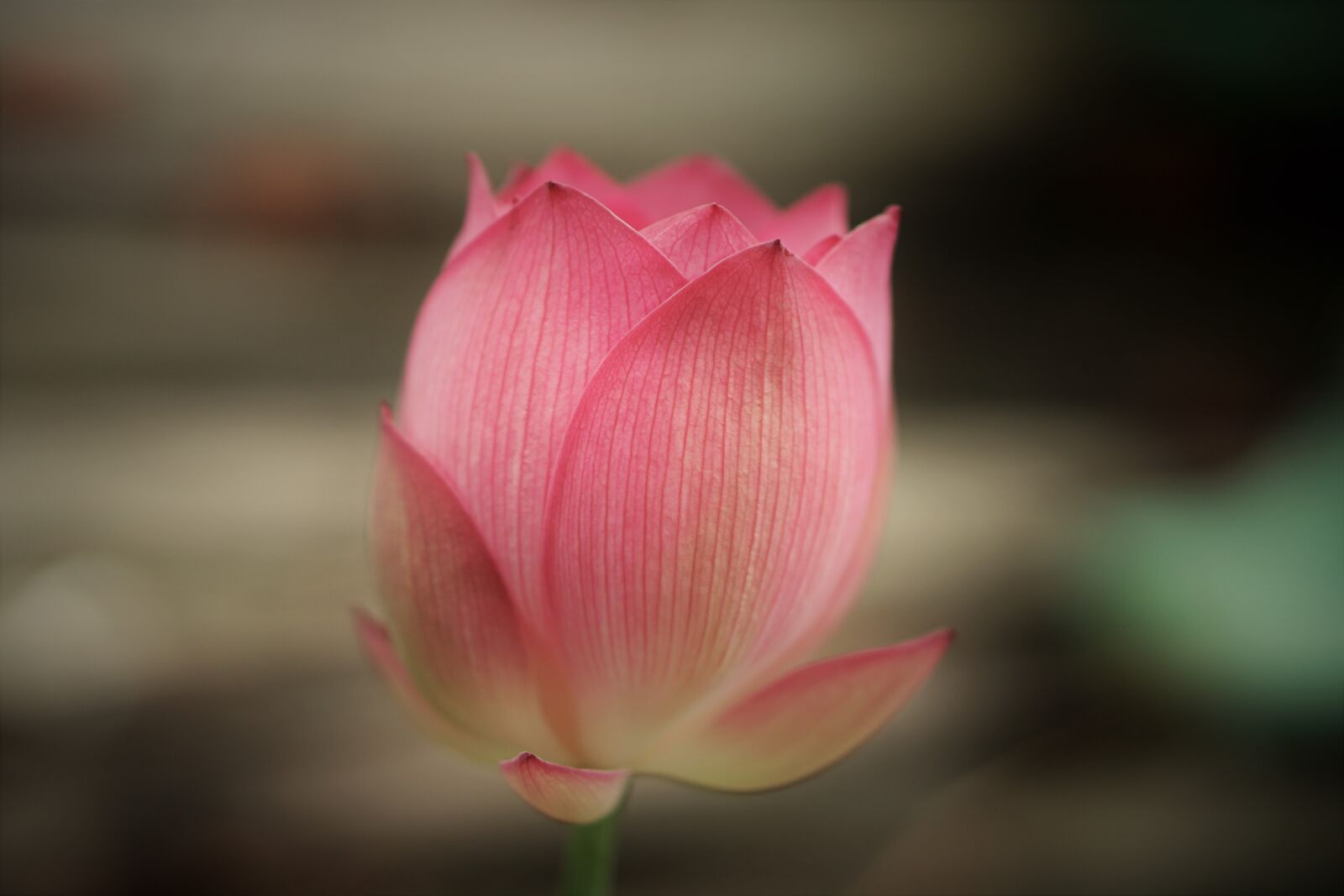 E 50mm F1.8 OSS sample photo. Flower, lotus, pink photography