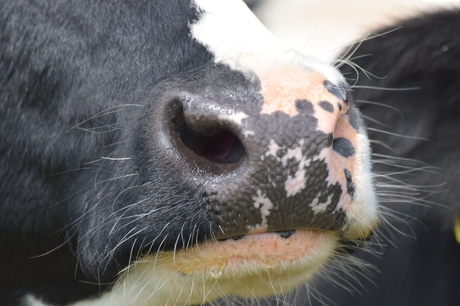 Nikon D5300 sample photo. Cow, nose, close up photography