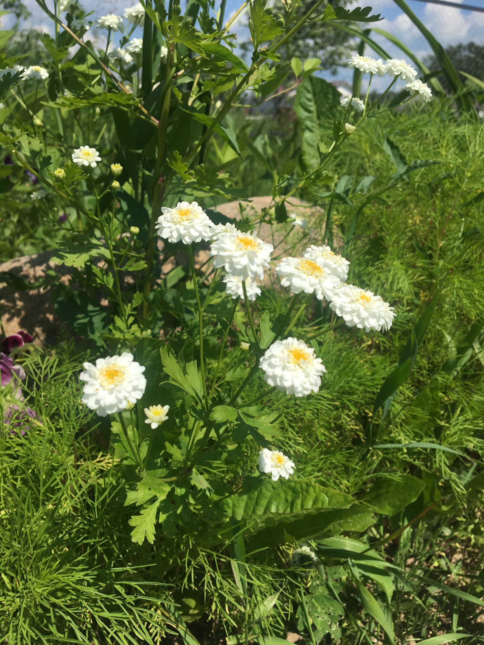 Apple iPhone 6s sample photo. цветы, лето, flowers photography