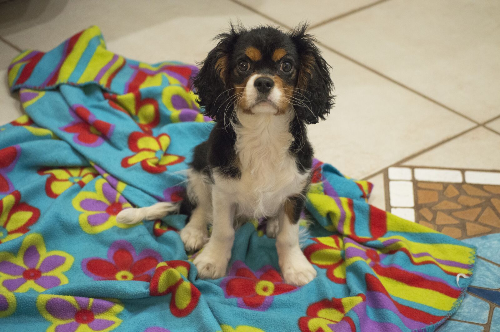 Nikon D3200 sample photo. Dog, cavalier, puppy photography