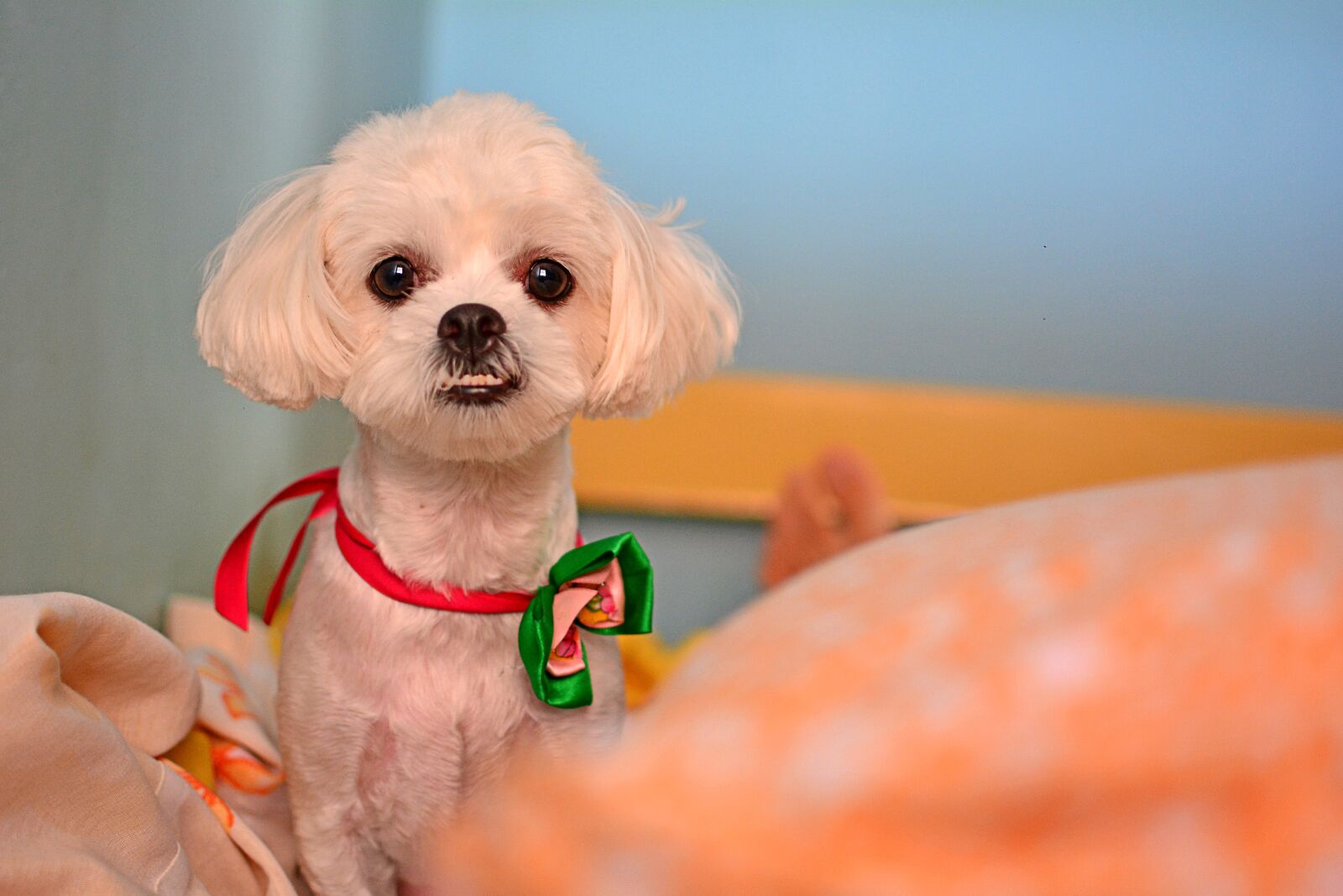 Nikon D5200 sample photo. Vidinha, dog, jardel photography
