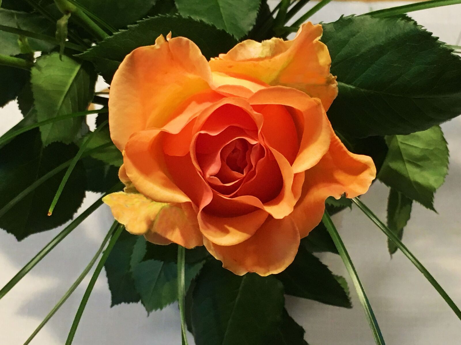 Apple iPhone 6s sample photo. Blossom, bloom, rose photography
