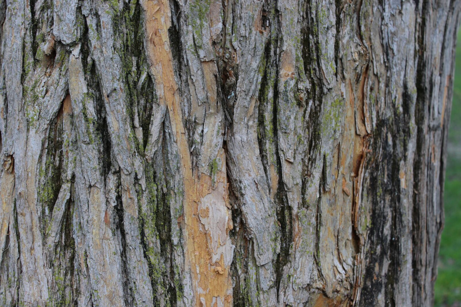 Canon EOS 1200D (EOS Rebel T5 / EOS Kiss X70 / EOS Hi) sample photo. Bark, nature, tree photography