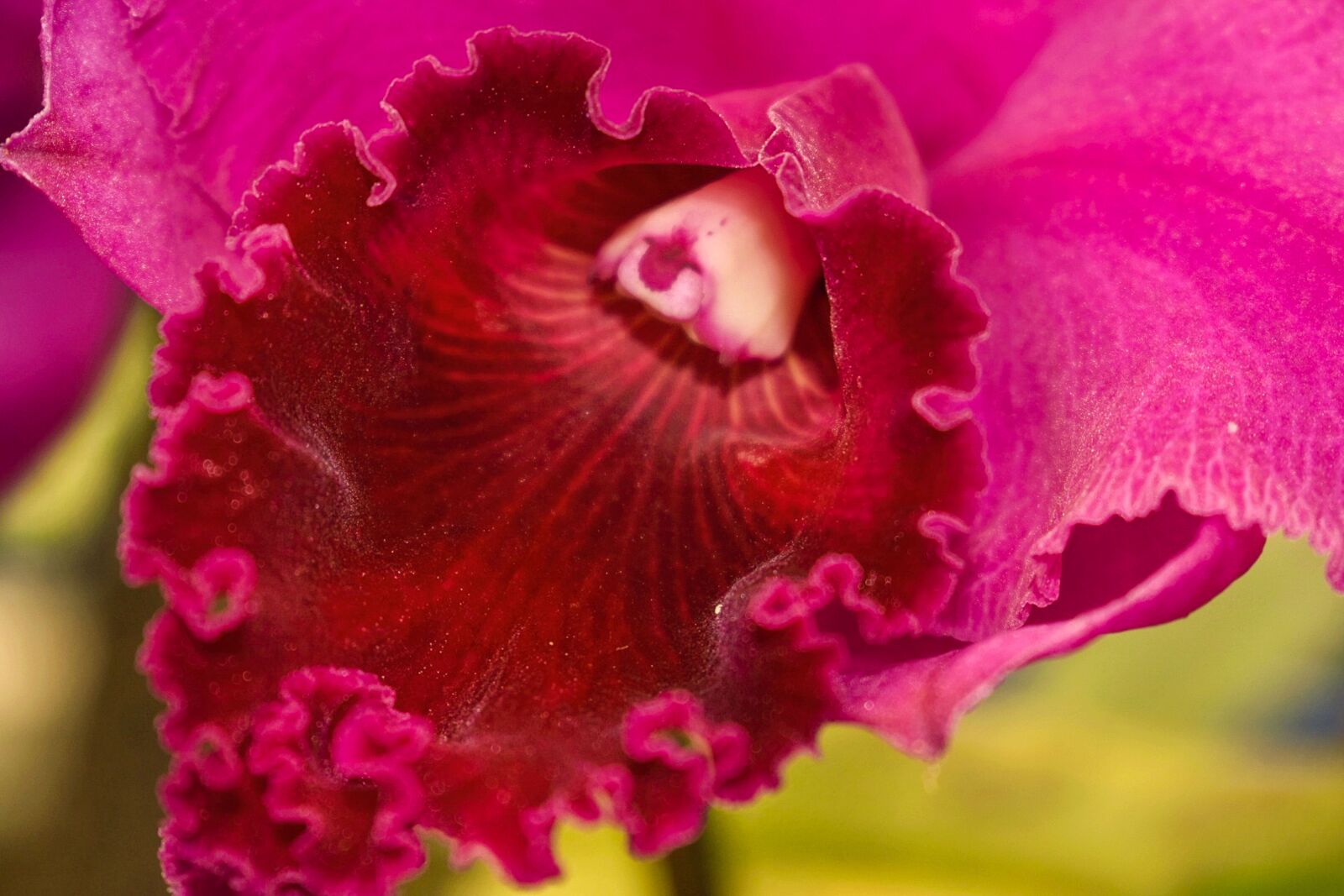 Nikon D3400 sample photo. Flower, orchid, blossom photography