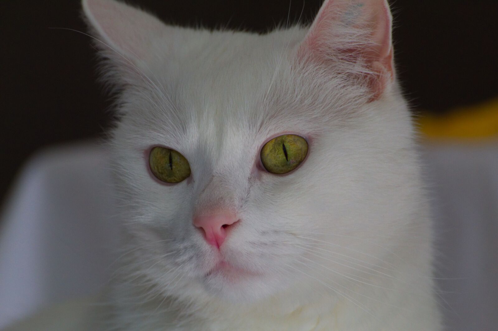 Canon EOS 1300D (EOS Rebel T6 / EOS Kiss X80) sample photo. Cat, white, predator photography