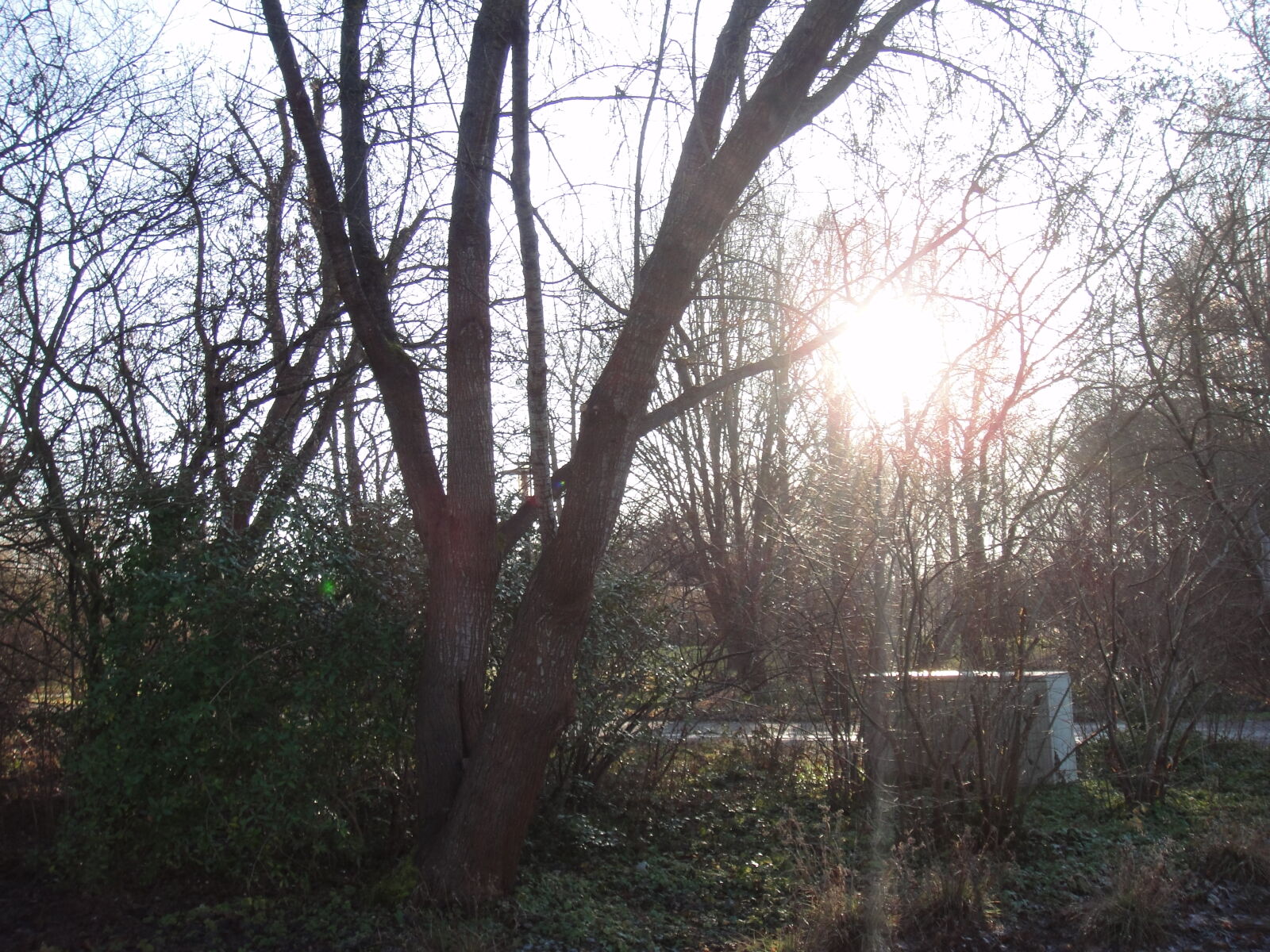 Sony DSC-TX1 sample photo