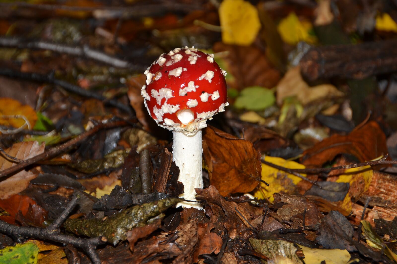 Nikon D3100 sample photo. Fly agaric, mushroom, autumn photography