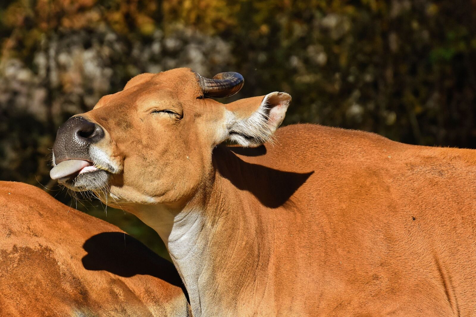 Nikon D7200 sample photo. Banteng, beef, bos javanicus photography