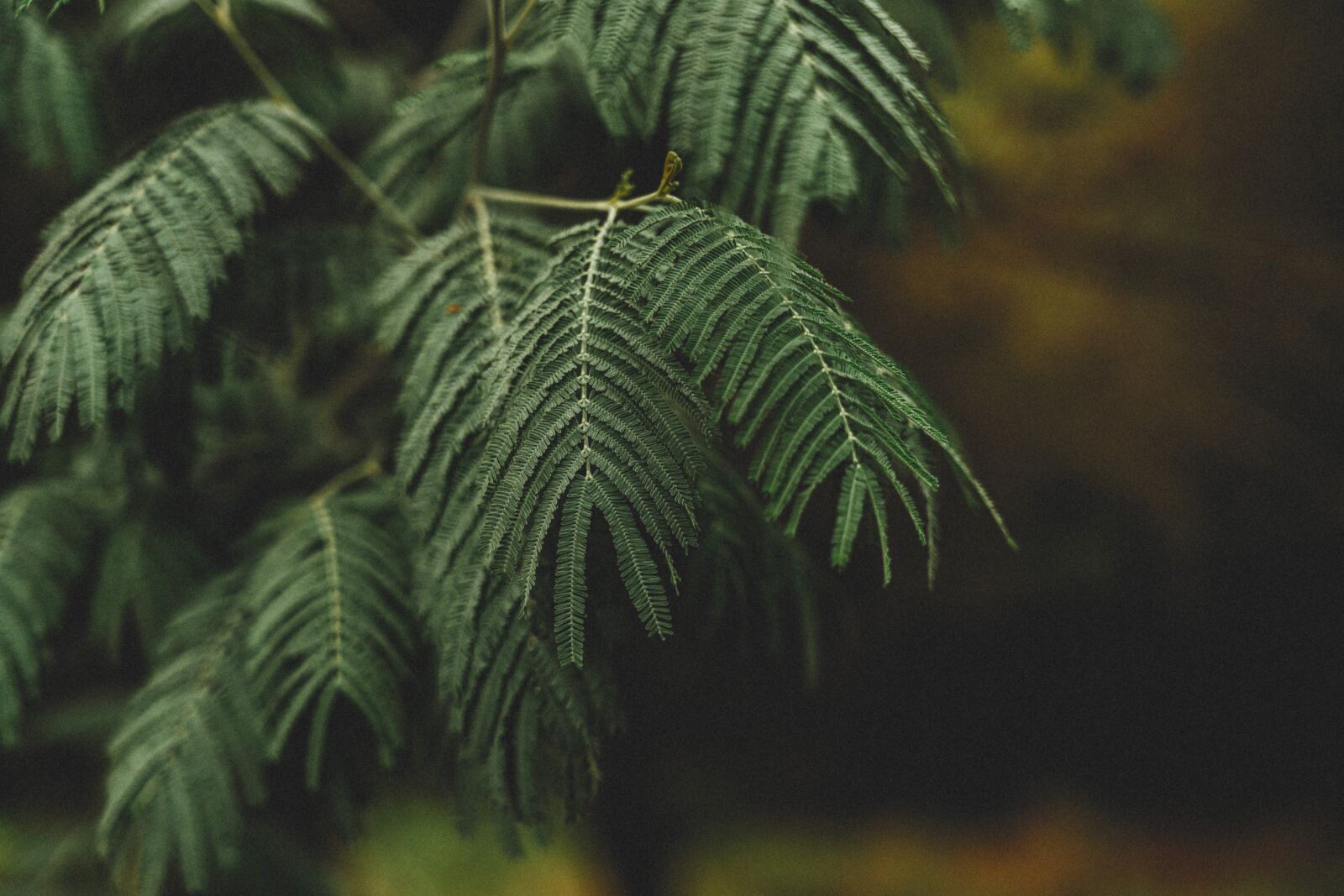 Sony a7R II + Sony FE 24-105mm F4 G OSS sample photo. Green, leaves, trees photography