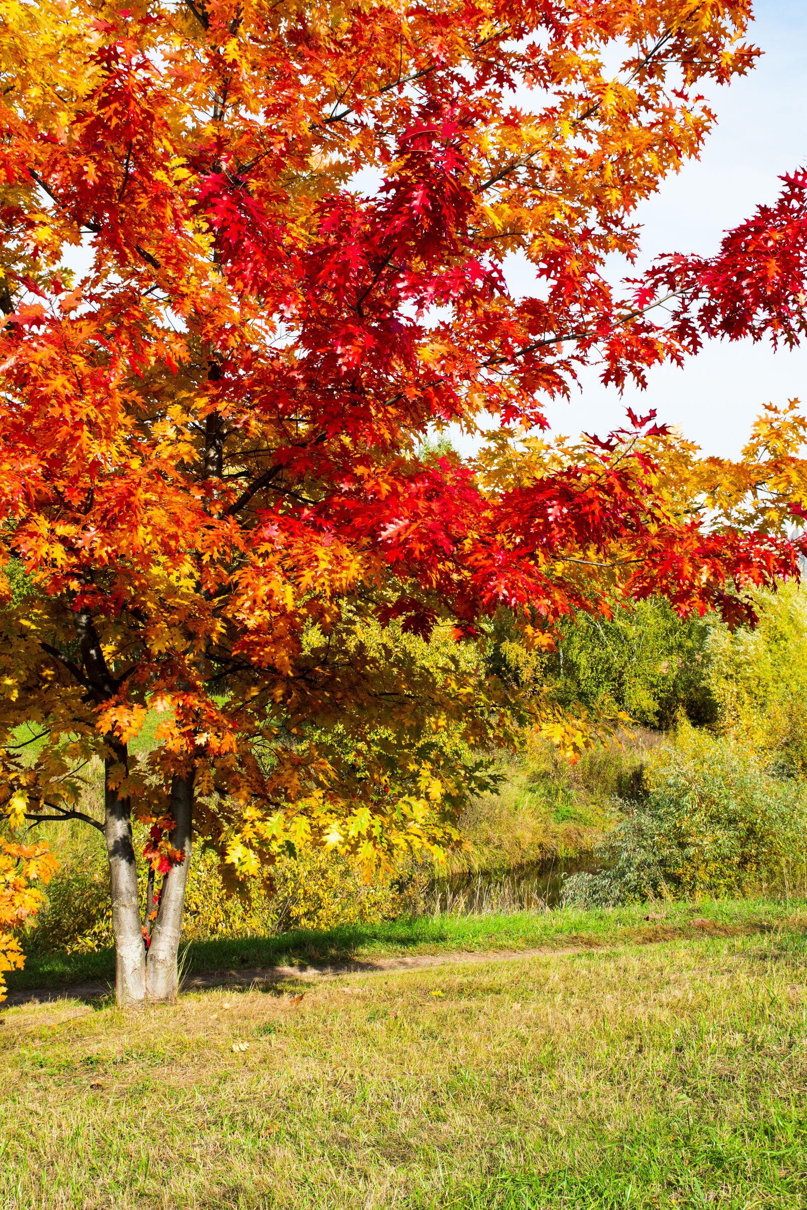 Nikon D5300 sample photo. Autumn, tree, nature photography