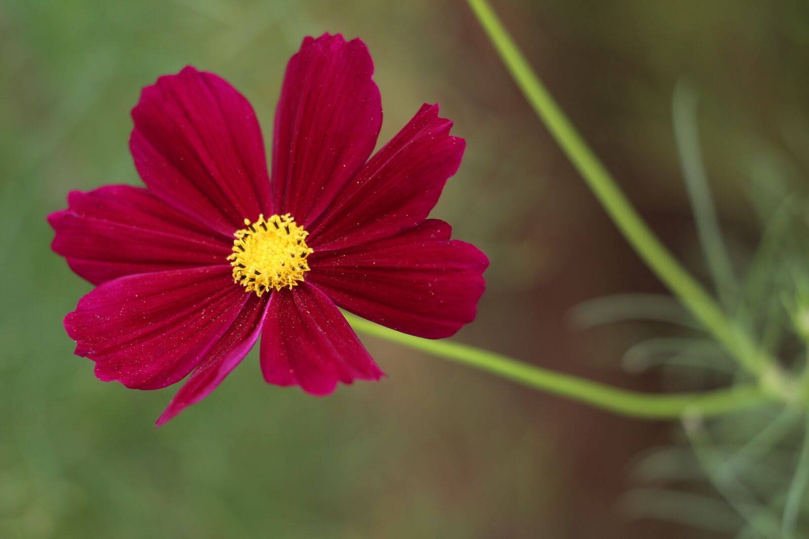 Canon EOS 6D + Canon EF 70-300 F4-5.6 IS II USM sample photo. Red cosmos, blooming, flower photography